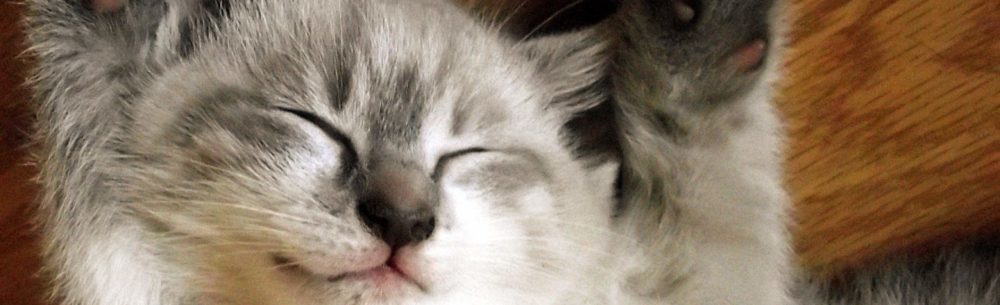 Cat Image Test 2500 by 1700